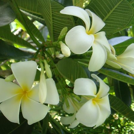 Baan Kuasakul Resort Menam-part Kültér fotó