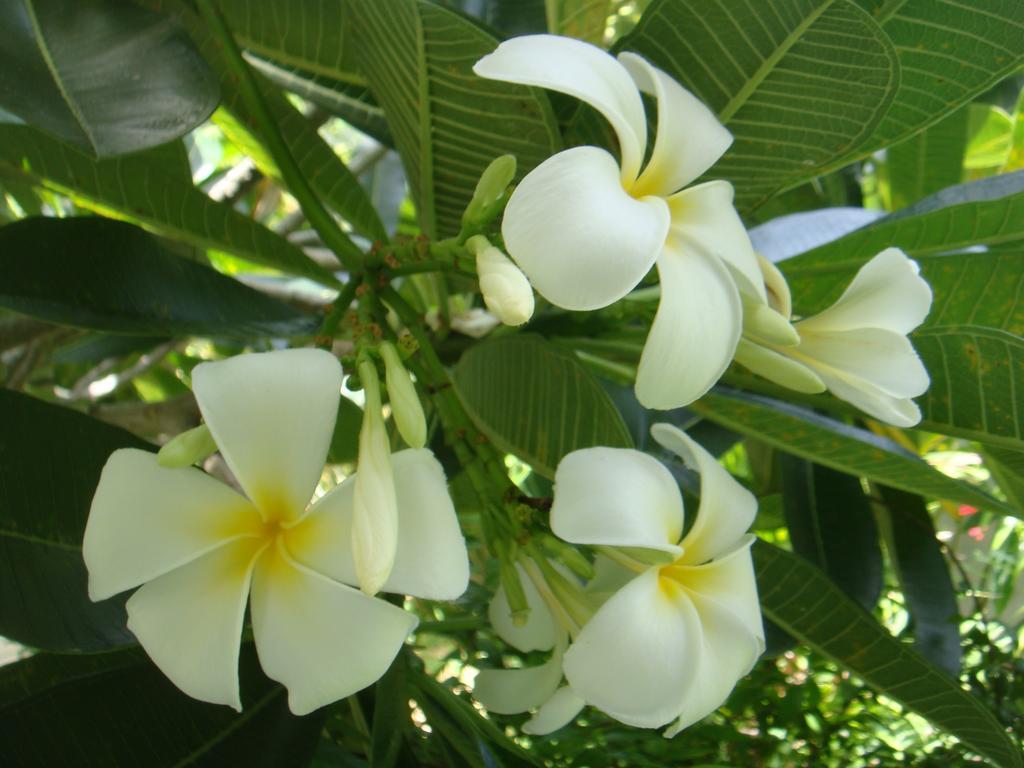Baan Kuasakul Resort Menam-part Kültér fotó